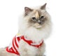 Beautiful birma cat in red pullover