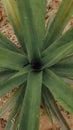 Beautiful long green leaves that grow on dry soil