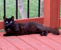 Feral Black TNR Cat