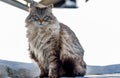 Beautiful long-haired cat with blue eyes sitting outside