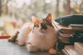 Beautiful long haired cat portrait near a pile of books. Tricolor cat portrait.