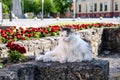 Beautiful long-haired cat. Rest and laze in the urban environment Royalty Free Stock Photo