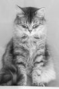 Beautiful long haired cat of siberian breed.Gorgeous pet of livestock, hypoallergenic kitten