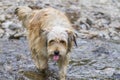 Beautiful long haired dog in a countryside on the river, Bichon Havanais breed