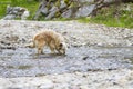 Beautiful long haired dog in a mountain river, Bichon Havanais breed