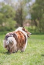 Beautiful long haired fluffy rough collie standing Royalty Free Stock Photo