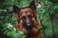 Beautiful long haired german shepherd female dog in leaves and flowers of tree