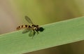 A beautiful Long Hoverfly, Sphaerophoria scripta, perching on a reed at the edge of a pond in the UK.