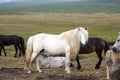 Long maned white Mongolian horse