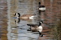 Beautiful long-necked birds, Branta canadensis, Canada geese, waterfowl with webbed feet swims in lake, pond, river, migration of