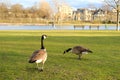 beautiful long-necked birds, Branta canadensis, Canada geese, beautiful waterfowl with webbed feet walks along shore of a city