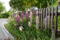 gorgeous long pink field flowers growing by a rustic wooden fence Royalty Free Stock Photo