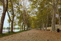 Beautiful and long Plane tree alley in Balatonfoldvar Hungary. Famous touristic place and travel destination in Europe Royalty Free Stock Photo