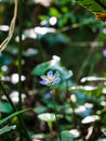 A beautiful long stem flower inside the chaotic jungle