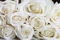 Beautiful Long Stem White Rose Background Royalty Free Stock Photo