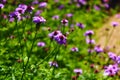 Beautiful long stemmed purple flowers with lush green leaves in the garden Royalty Free Stock Photo
