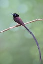 beautiful long tail and blue eyering and elegance while perching over blur background, japanese paradise flycatcher Royalty Free Stock Photo