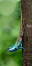 long tail clawling lizard heading downward from tree, Blue-crested or Indo-Chinese Forest Lizard Calotes mystaceus Royalty Free Stock Photo