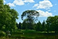 A beautiful long tree on a lake bank with clear blue sky and trees in the background in Jarry Park, Montreal, QC. Love, care,