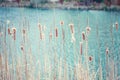 Beautiful long wild bulrush wetland grass-like plant in lake river water.