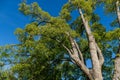 Beautiful longevity large camphor tree Cinnamomum camphora common camphor wood or camphor laurel with evergreen leaves in Sochi