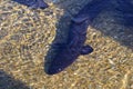 Several longfin eels in tshallow water at Lake Rotoiti in New Zealand