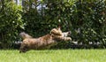 Brown tabby cat in the garden, siberian breed female walking on the grass green chasing a butterfly Royalty Free Stock Photo