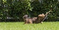 Brown tabby cat in the garden, siberian breed female walking on the grass green chasing a butterfly Royalty Free Stock Photo