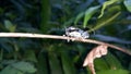 Beautiful longhorn beetle, Glenea elegans Royalty Free Stock Photo