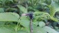 Beautiful longhorn beetle, Glenea elegans Royalty Free Stock Photo