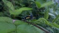 Beautiful longhorn beetle, Glenea elegans Royalty Free Stock Photo