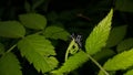 Beautiful longhorn beetle, Glenea elegans Royalty Free Stock Photo