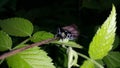 Beautiful longhorn beetle, Glenea elegans Royalty Free Stock Photo