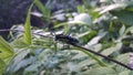 Beautiful longhorn beetle, Glenea elegans Royalty Free Stock Photo