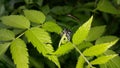 Beautiful longhorn beetle, Glenea elegans Royalty Free Stock Photo