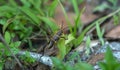 Beautiful longhorn beetle ( Monochamus ) on the green leaves in the forest Royalty Free Stock Photo