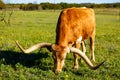 Beautiful longhorn bull Royalty Free Stock Photo