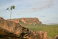 beautiful lonley tree at the Nadab Lookout in ubirr, kakadu national park - australia