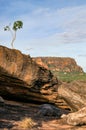 Beautiful lonley tree at the Nadab Lookout in ubirr, kakadu national park - australia Royalty Free Stock Photo