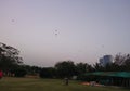 Beautiful look of birds flying in every direction above a park near a town during the sunset