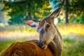 Beautiful look deer stag meadow forest nature natural park life wildlife Romania