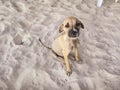 Beautiful look of a puppy in the sand