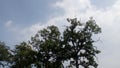 Beautiful sky image with green trees