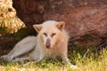 Beautiful Look at a Wolf Resting in the Summer Royalty Free Stock Photo