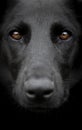 A beautiful looking of a rescued black dog black background