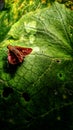 A Beautiful looking in the small butterfly in the plants nature Royalty Free Stock Photo