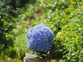 Beautiful looks of blue hydrangea flower