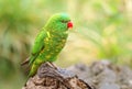 Beautiful lorikeet parrot Trichoglossus chlorolepidotus Royalty Free Stock Photo