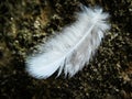 Beautiful lost Bird feather Royalty Free Stock Photo