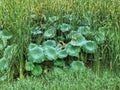 beautiful lotous pond